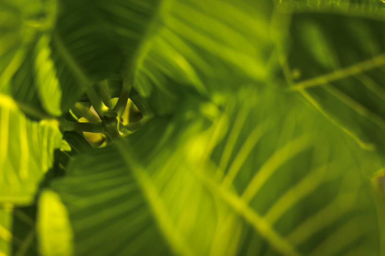 CLOSE-UP OF GREEN LEAVES ON PLANT