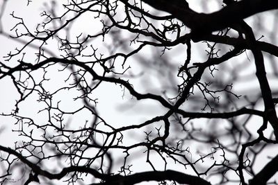 Full frame shot of tree branches against sky