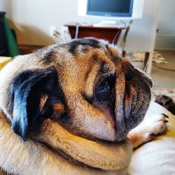 Close-up of dog resting