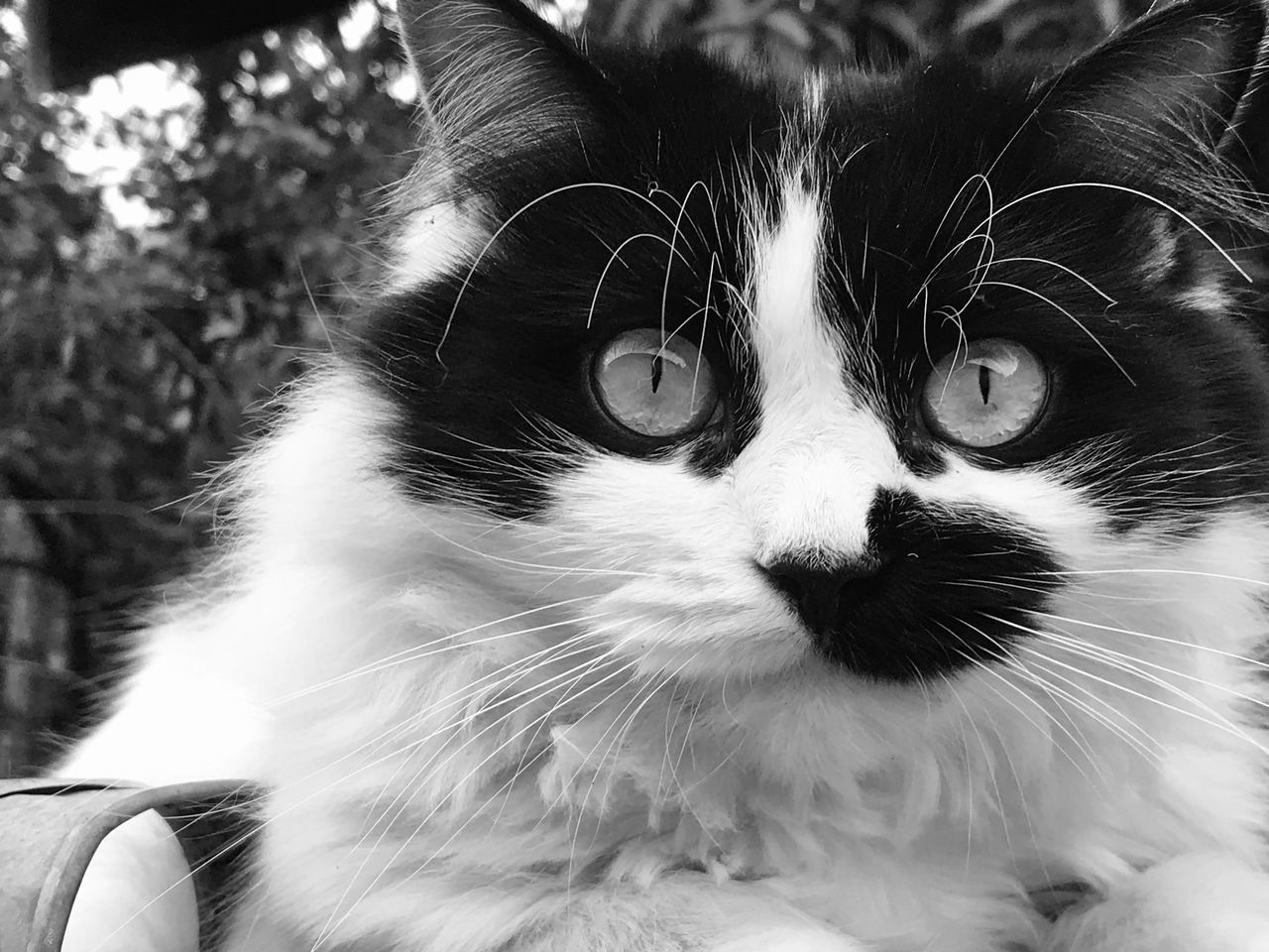 CLOSE-UP PORTRAIT OF CAT WITH EYES