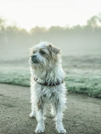 Dog looking away outdoors