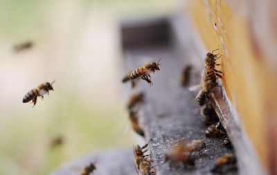 Close-up of bee flying