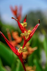 Close-up of red flowering plant