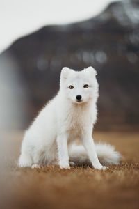 Portrait of a fox on field