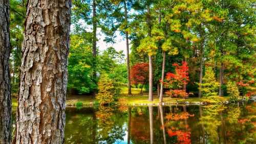 Trees in forest