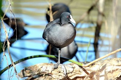 Close-up of bird perching on a lake