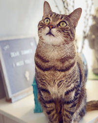 Close-up portrait of a cat