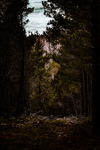 Trees by lake in forest