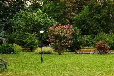 Flower trees in park