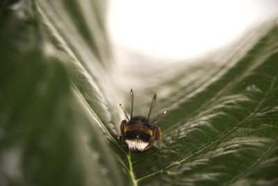 Close-up of insect