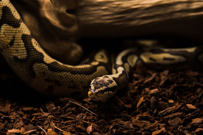 Close-up of snake on land