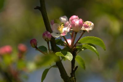 Close-up of pink flowers blooming on tree