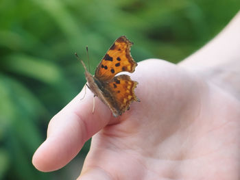 Close-up of butterfly on hand