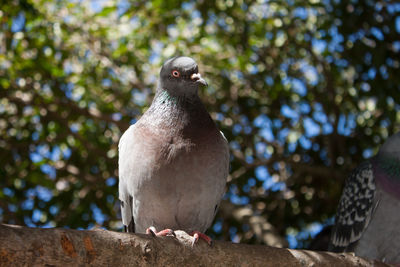 Low angle view of bird perching on tree