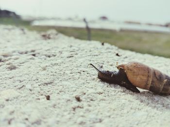 Close-up of snail on land