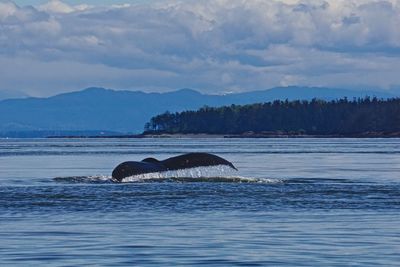 Horse swimming in sea against sky
