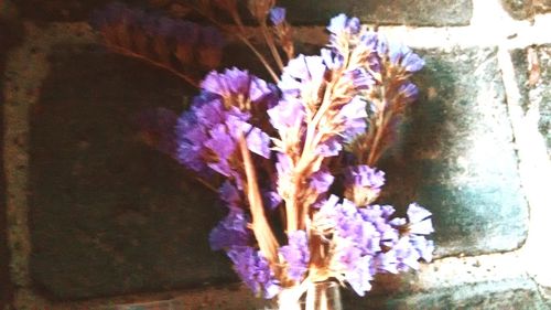 Close-up of purple flowers