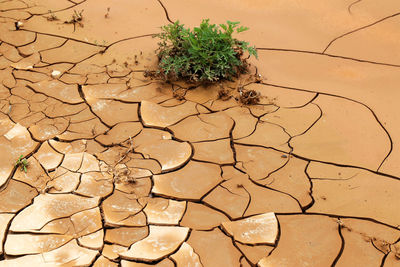 Close-up of dry leaf on desert