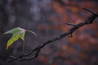 Close-up of leaves on branch