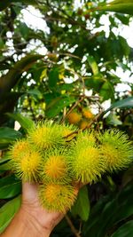 Close-up of hand holding fruit