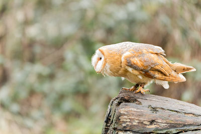 Young barn owl in a local nature reserve