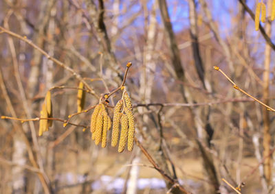 European alder or alnus glutinosa plant branches with mature catkins on blue sky background