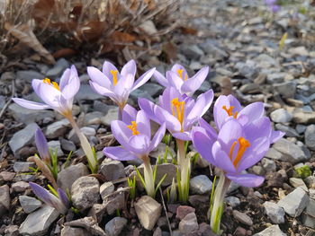 Close-up of crocus blooming outdoors