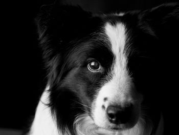 Close-up portrait of dog