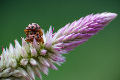 Close-up of honey bee on purple flower