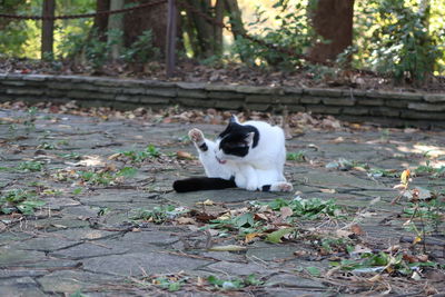 Portrait of a cat