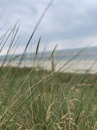 Grass growing on beach against sky