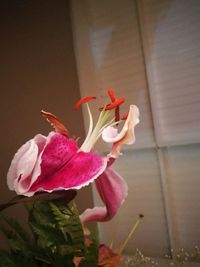 Close-up of day lily blooming outdoors