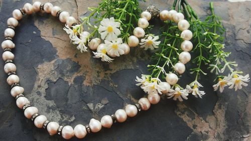 High angle view of white flowering plants