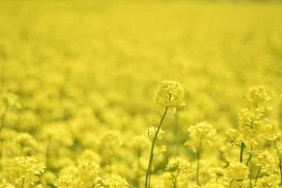 Scenic view of oilseed rape field