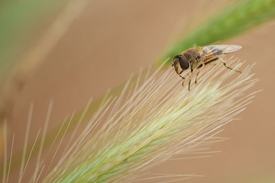 Fly over wheat. mosca sobre hoja de trigo