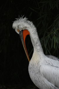 Close-up of pelican