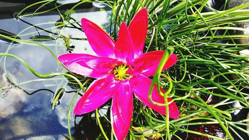 Close-up of pink flower