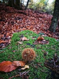 Close-up of fallen dry leaves on field