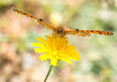 Close-up of insect on yellow flower