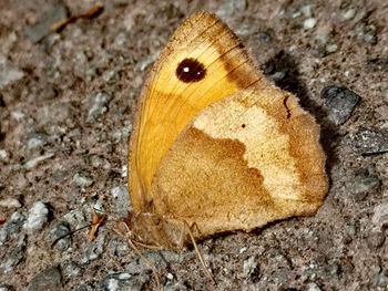 Close-up of butterfly on rock