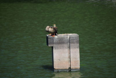 Bird perching on wooden post