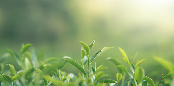 Close-up of plant growing on field