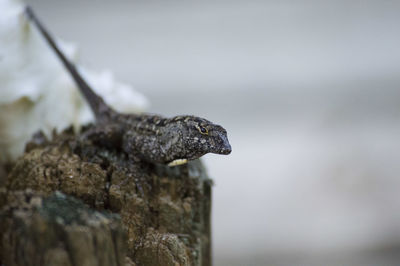 Close-up of lizard against sky