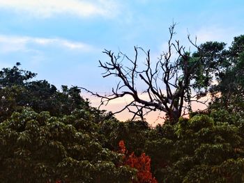 Low angle view of trees against sky