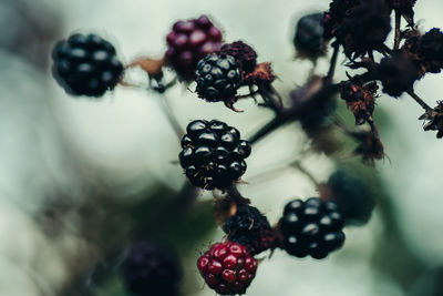 Close-up of berries growing on plant