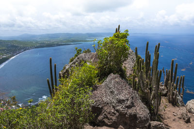 Plants growing on rock by sea against sky