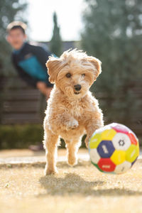 Portrait of dog playing with ball