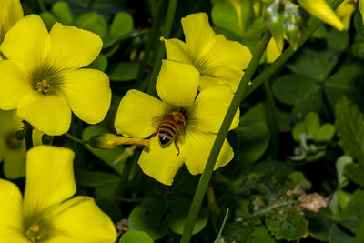 Close-up of insect on yellow flower