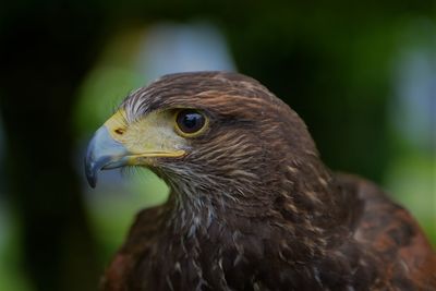 Close-up of harris hawk