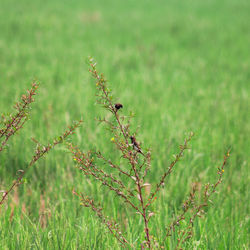 Close-up of insect on plant at field